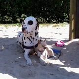 In de speeltuin *(in de schaduw)* wachten terwijl t kleine vrouwtje aan…