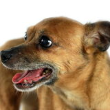 Foto van Lea ,  Estrella ( † ) en de 6 caafjes.