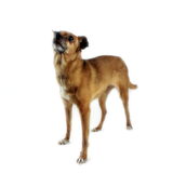 Foto van Lea ,  Estrella ( † ) en de 6 caafjes.