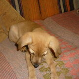 puppy Lara, nog in Kos.