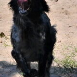 Enge hond haha