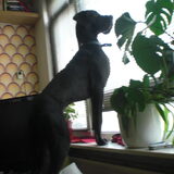 gluren naar de buren, ;)