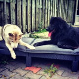 Foto van Anouk & Balou<3