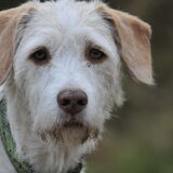 Naam: Storm Ras: Pointer mix reu Geschiedenis: Zwerfhond in Spanje…