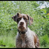 Naam: Suerte Ras: Duitse Staande mix teefje Geschiedenis: Zwerfhond in…
