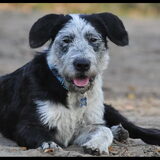 Woezel Ras: mix ? Geschiedenis: zwerfhond uit Andalusia Spanje…