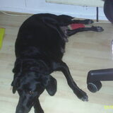 Hoog zwangere cindy