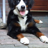 Ginger is in onze Psychologisch Centrum voor Honden Brabant omdat ze…