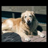 Ons allereerste meisje Jazzy samen opgegroeid met onze oudste ze was…