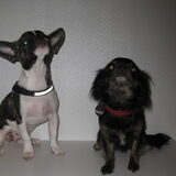 Foto van Doggylover