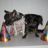 Foto van Doggylover