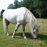 Onze pony Schicht. (19jarige B-Welsh)