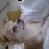 Sammeke