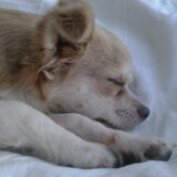 Sammy (zeg soms dus ook wel Sammeke of als hij even ondeugend is Sam)…