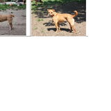 Foto van Muis,Vera, Papadopoulos, Odette, Annabelle en Ciska (Terra+, Dinky+, Saltarin+, Sam+, Zara+, Paco+)