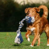 Yori mooi rennen met touw van Flow www.infoleo.nl