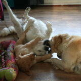 Tara, Myla & Faya spelen samen. 4-9-2013