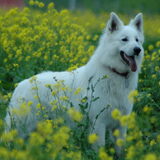 Zaros Keano Adorable White Pearl tussen het koolzaad
