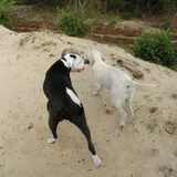 Wandeling met vriendjes