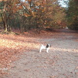 Turbo's verjaardag wordt gevierd met een uitgebreide wandeling