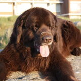 Alweer 2 jaar o wat mis ik jou grote beer