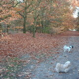 Foto van liesbeth,Turbo,Luna, Levi en Faith