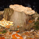 Prachtige herfstfoto