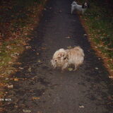 Luna in gevecht met een prikker die in haar haren vast zit.