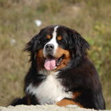 Cooper