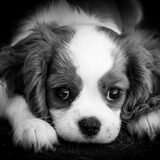 Dit is een schatige en prachtige Cavalier King Charles-spaniël pup die…