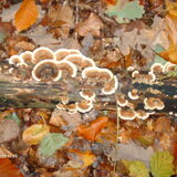 mooie herfstfoto.