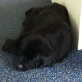 Nina is helemaal gewend bij ons ;-)