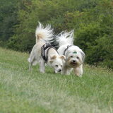 Demps samen met Romi