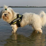 Foto van Melissa, Dempsey, Taiko, Minos & *Nina*