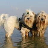 Foto van Melissa, Dempsey, Taiko, Minos & *Nina*