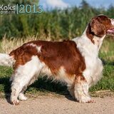 Ollie 3,5 jaar