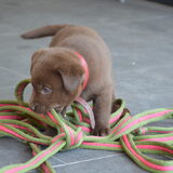 dit was ons Doerakje toen hij 4 weken oud was, lief he.....