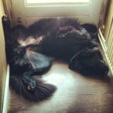 Foto van Anouk & Balou<3