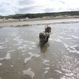 Foto van liesbeth,Turbo,Luna, Levi en Faith