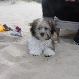 Foto van liesbeth,Turbo,Luna, Levi en Faith