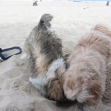 Foto van liesbeth,Turbo,Luna, Levi en Faith