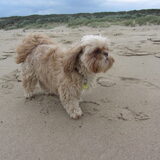 Foto van liesbeth,Turbo,Luna, Levi en Faith