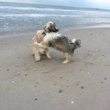 Foto van liesbeth,Turbo,Luna, Levi en Faith