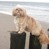 Foto van liesbeth,Turbo,Luna, Levi en Faith