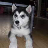 Eindelijk onze eigen malamute :-) Een echte schat!