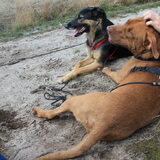 Vino & Blacky