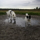 Foto van Chocomelk van Jessy & Storm en ***Blondie & Tara***