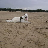 Foto van Chocomelk van Jessy & Storm en ***Blondie & Tara***