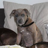 Foto van Staffie love