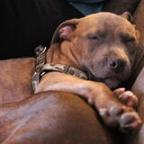 Foto van Staffie love